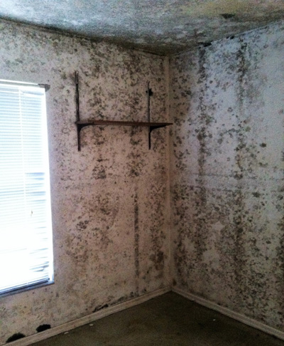 Mold Remediation Flood Damage